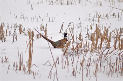 Pheasants Forever Releases Winter Pheasant Habitat