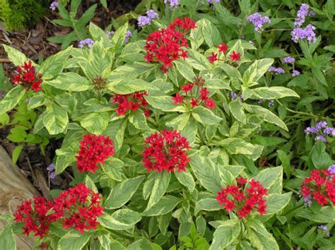 Planting a variety of perennials that bloom at different times can create the backbone of your garden and will save you work down the road, while annuals can be a great way to experiment, maintain constant color and refresh your garden year after year. Bustani Plant Farm