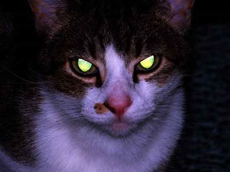 31 Night Animals With Glowing Eyes Red Yellow Etc With Images