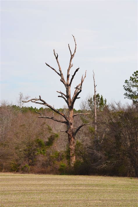 How To Tell If A Tree Is Dead Standing Richelle Slaughter
