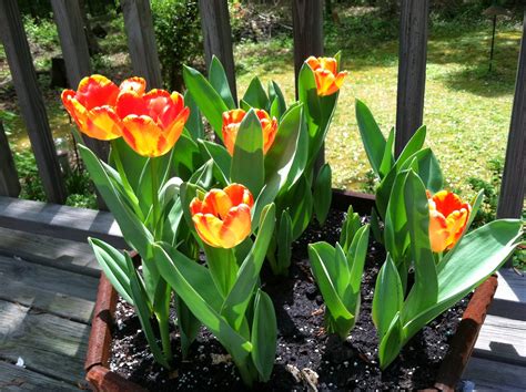 Two Sisters Gardening Growing Tulips In Pots