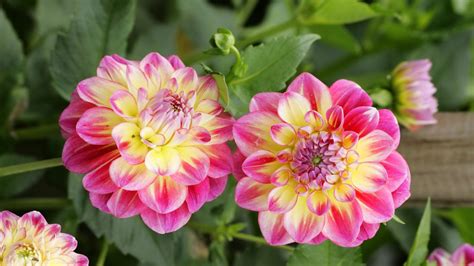 Dahlia Flowers Up Close Bright Pink With Yellow Color Petals Wallpaper