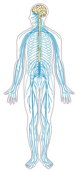 Home » human nervous system beginner's guide » central nervous system diagram brain. The Nervous System