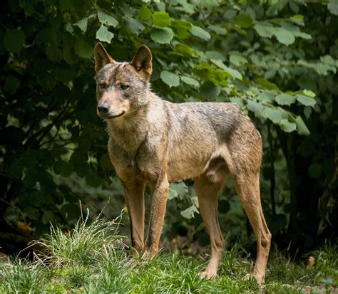 Iberian Wolf Portugal National Animal Wallpapers9