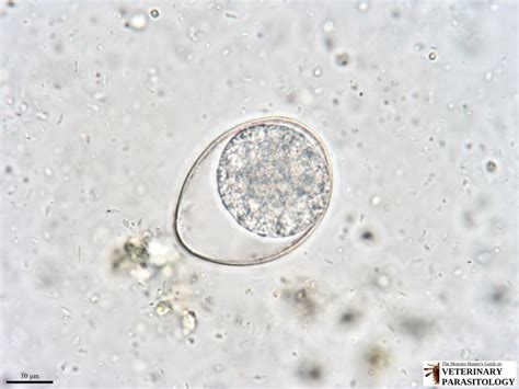 The coccidia species that infect dogs don't infect cats, and vice versa. Cystoisospora sp. Protozoa (Coccidia) - MONSTER HUNTER'S ...