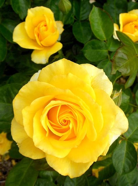 True Bloom Rose Varieties Altman Plants