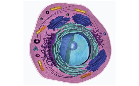 D Human Cell Models The Biomedical Scientist Magazine Of The Ibms