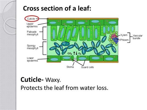 Ppt Photosynthetic Organisms Powerpoint Presentation Id1930975