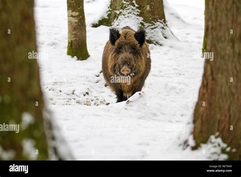 Wildlife In Forest Hi Res Stock Photography And Images Alamy