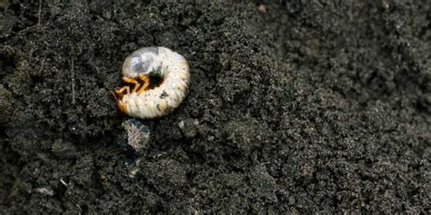 How To Get Rid Of Lawn Grubs