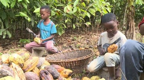 Investigation Uncovers Shocking Truth Child Labor Exploited In Cocoa