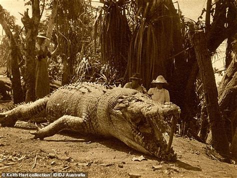 the biggest crocodile ever caught in australia was shot by polish woman krystyna pawlowski
