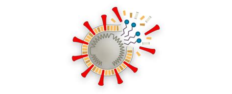 Así secuestra tus células el coronavirus - The New York Times