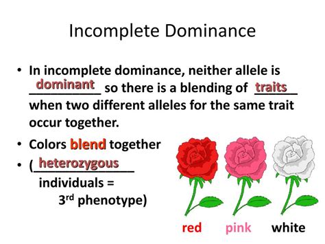 A parent with red flowers will possess a. PPT - Incomplete and Co-Dominance PowerPoint Presentation ...