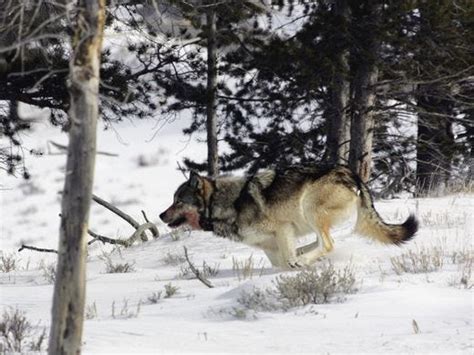 Bill Odfw Could Remove Wolves From Endangered Species List