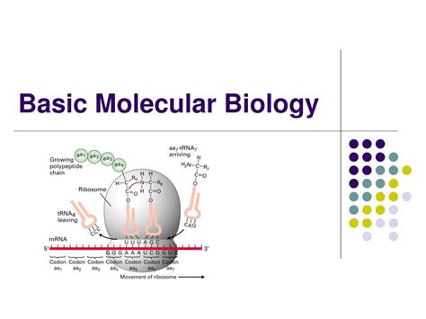 Ppt Basic Molecular Biology Powerpoint Presentation Free Download