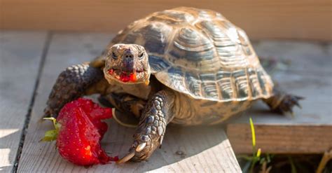 Male Vs Female Russian Tortoise What Are Their Differences
