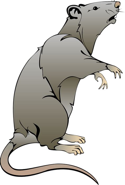 Download Mouse Gray Rat Royalty Free Vector Graphic Pixabay