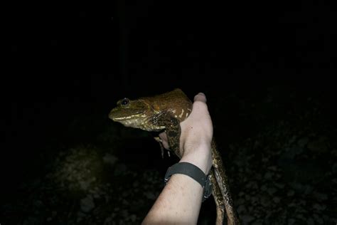 Bullfrog Lithobates Catesbeianus Saunders Drukker Flickr