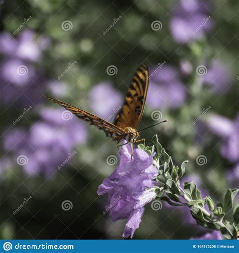 Monarch Butterfly On A Purple Flower Stock Photo Image Of Monarch