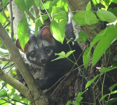 Asian Palm Civet Animal Facts Paradoxurus Hermaphroditus A Z Animals