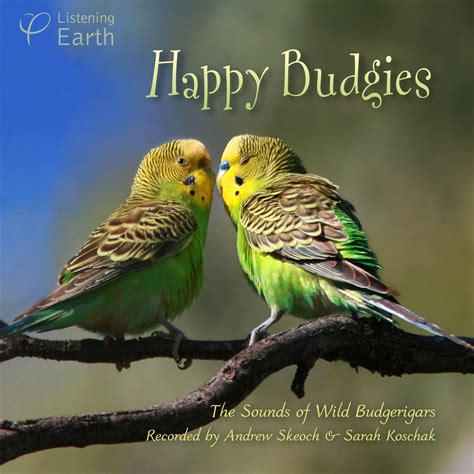 Happy Budgies The Sounds Of Wild Budgerigars Andrew Skeoch