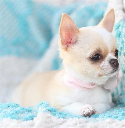 New under $500 browse by breed. Chihuahua Puppies For Sale In Pa Under 300 | PETSIDI