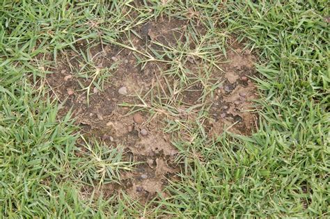 Whether you're establishing a new lawn or… whether you're establishing a new lawn or troubleshooting an old one, our ultimate guide to zoysia has everything you need to know to grow a healthy. AboveCapricorn: Zenith Zoysia Seed to Develop A New Oval ...
