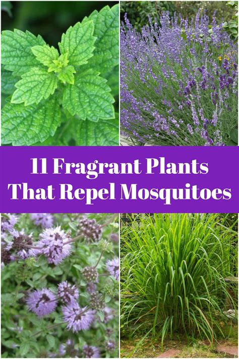 Plant These In Pots Or Borders Around Your Garden And Enjoy A Mosquito