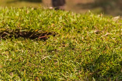 7 Best Grass For Shade In Texas Tips For Growing In Shady Spots