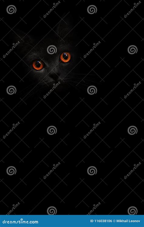 Vertical Image Black Cat Portrait With Orange Eyes Is Looking Out Of