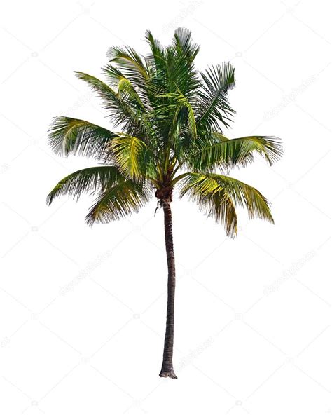 Palm Tree Isolated On White Background — Stock Photo © Fotozapad 61459403