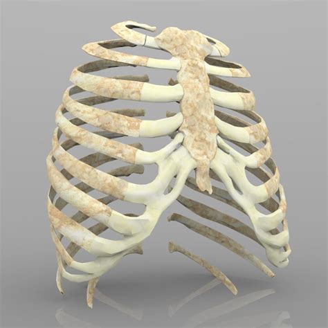 Rib Cage Rib Cage Bones Only Science Secondary Illustration Twinkl