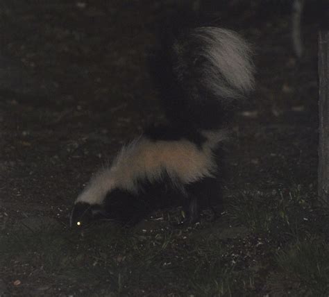 Night Visitor Striped Skunk A Night Visitors To Our Back Flickr