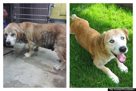 Rescue Dogs Before And After Photos Prove Love Is All You Need Huffpost