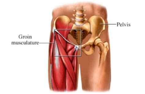Palpation above the inguinal ligament, isometric strength test in hip flexion and. Groin Strains Treatment|Singapore Sports Clinic|Fast Healing