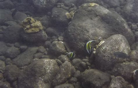 Exploring Maui Reef Fish Identified