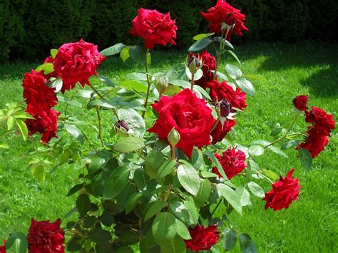 Rose Red Bush 1600 X 1200