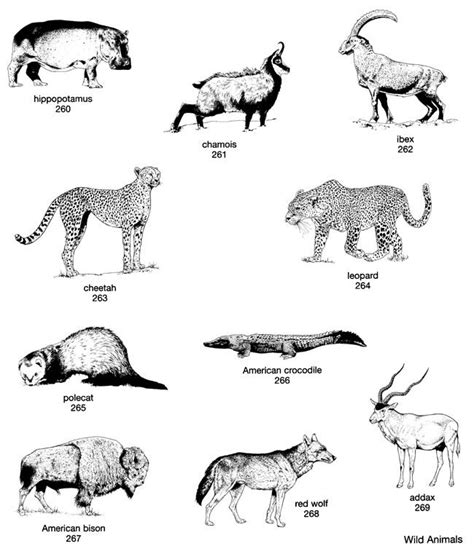 African Wildlife Craft Sites Cool Doodles Dover Publications African