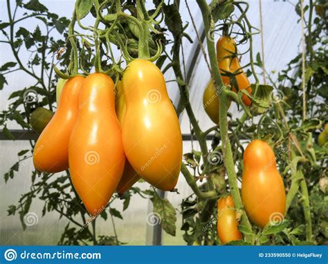 Orange Tomato Banana In A Greenhouse Stock Photo Image Of Growth