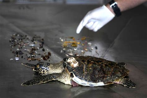 Leatherback Sea Turtle Eating Plastic Bags