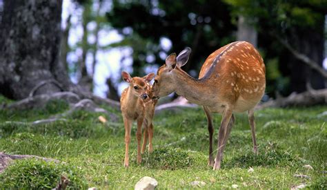 Baby And Mother Deer Wallpapers Hd Desktop And Mobile Backgrounds