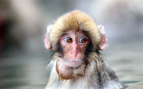 Monkey Full Hd Wallpaper And Background Image 1920x1200 Id332174