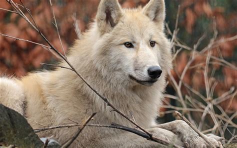 Download Wallpapers White Wolf Forest Animals Predators Wildlife