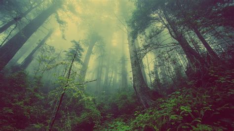37 Foggy Forest Wallpapers