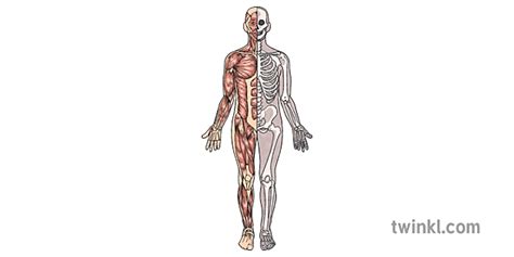 Musculoskeletal Anatomy विज्ञान जीव विज्ञान मानव शरीर Mps Ks2