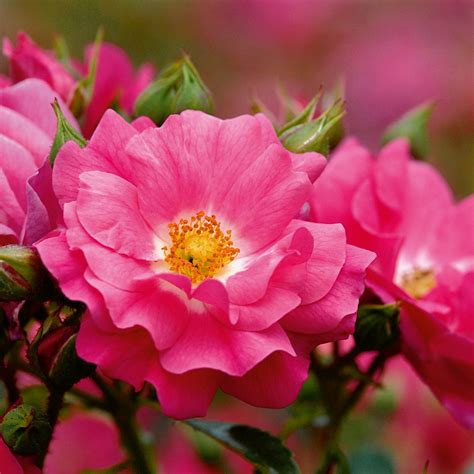 Maybe you would like to learn more about one of these? Rose 'Flower Carpet Pink Standard' - Pink Roses - Cowell's ...