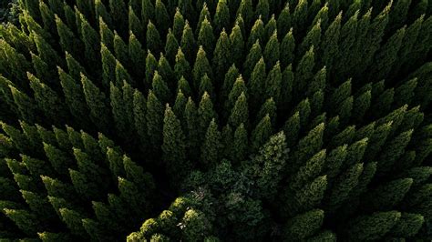 Drone View Of Evergreen Forest 4k Ultra 高清壁纸 桌面背景 3840x2160 Id