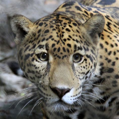 Protección Al Felino Más Grande De América El Jaguar Procuraduria