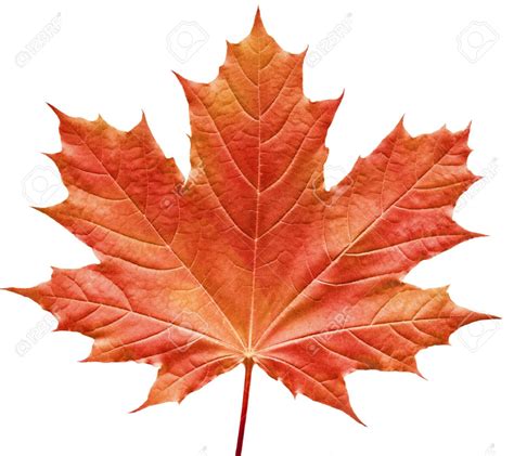 Close Up Of A Perfect Red Maple Leaf Isolated On Pure White Background